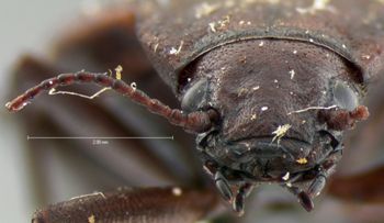 Media type: image;   Entomology 5970 Aspect: head frontal view